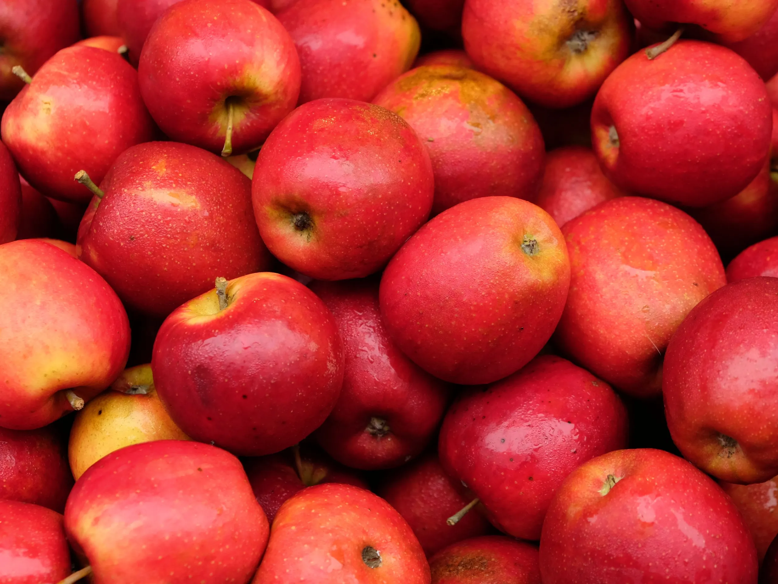 apples